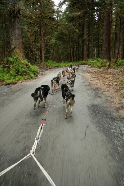 Хаски собачих упряжках, Аляска, США — стокове фото