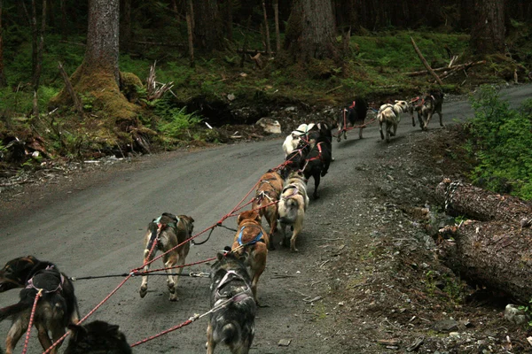 Husky Köpek Sledding, alaska, ABD — Stok fotoğraf