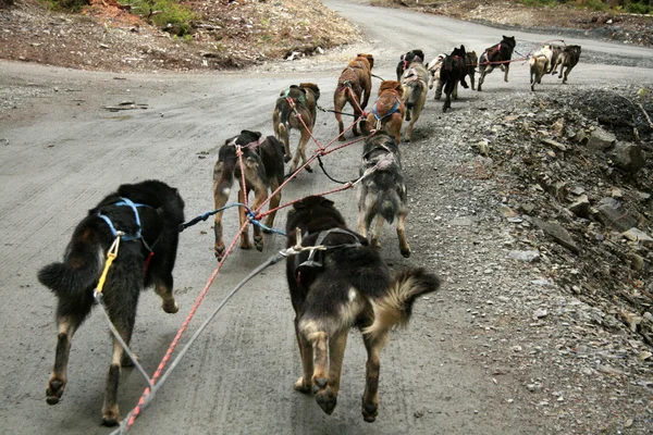 Husky hond rodelen, alaska, Verenigde Staten — Stockfoto