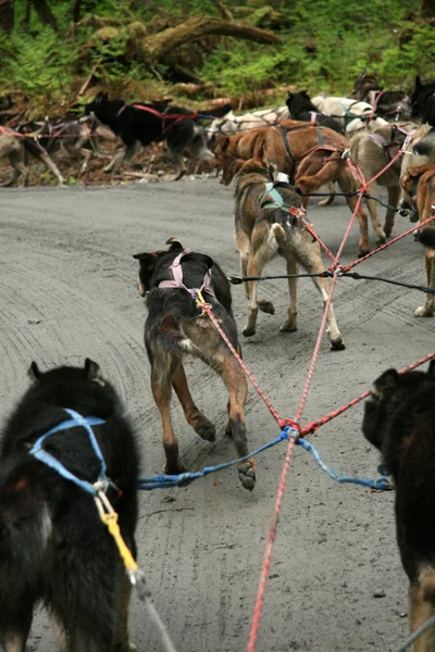 Husky hond rodelen, alaska, Verenigde Staten — Stockfoto