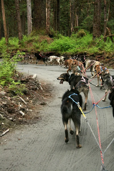 Husky Dog Sledding, Аляска, США — стоковое фото