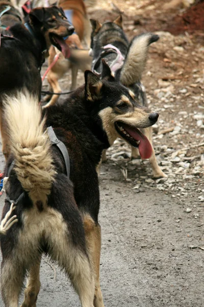 Husky Dog Sledding, Аляска, США — стоковое фото