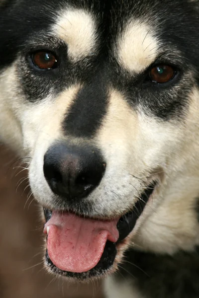 Husky Dog Sledding, Alasca, EUA — Fotografia de Stock