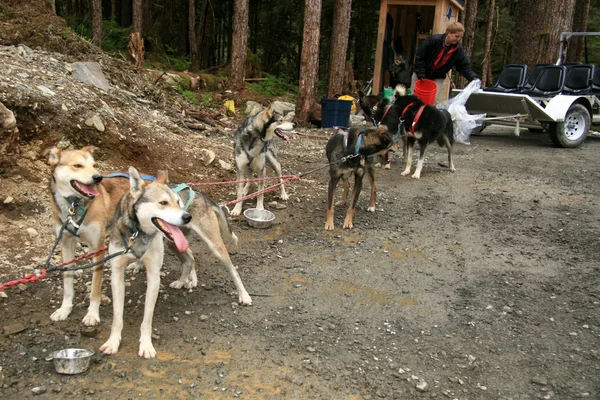 Husky psí spřežení, Aljaška, usa — Stock fotografie