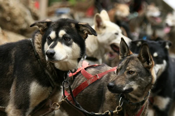 Husky kutyaszán, Alaska, Amerikai Egyesült Államok — Stock Fotó