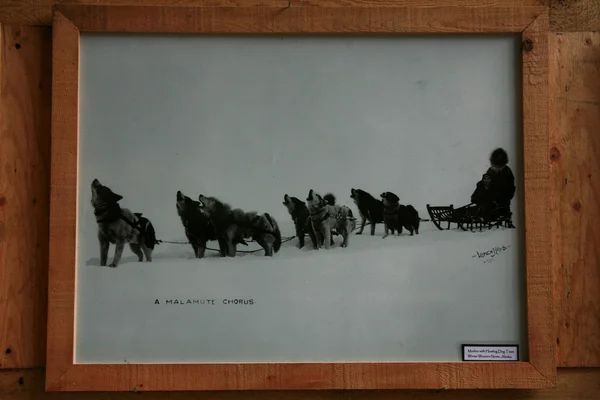 Stare zdjęcie z psami, Dorożkarze — Zdjęcie stockowe