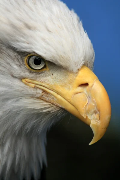 Weißkopfseeadler, Alaska, USA — Stockfoto