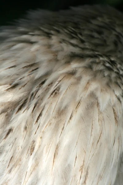 白頭ワシ、アラスカ、米国 — ストック写真