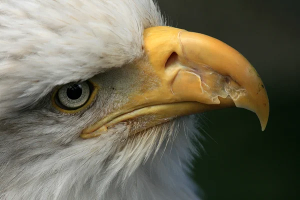 秃头鹰，阿拉斯加州美国 — 图库照片