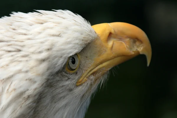 Φαλακρός αετός, Αλάσκα, ΗΠΑ — Φωτογραφία Αρχείου