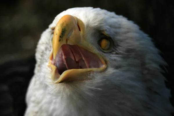 秃头鹰，阿拉斯加州美国 — 图库照片