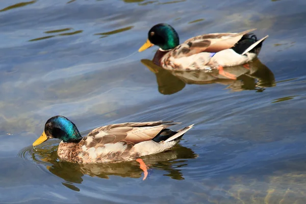 Canard - Londres - Royaume-Uni — Photo