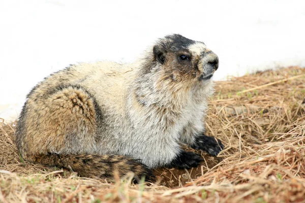 Marmot - Гора Робертс, Джуно, Аляска, США — стоковое фото