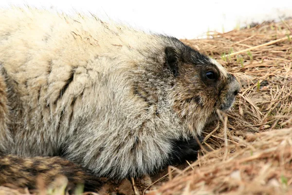 Marmot - Mt Roberts, Juneau, Alaska, USA — Stock Photo, Image