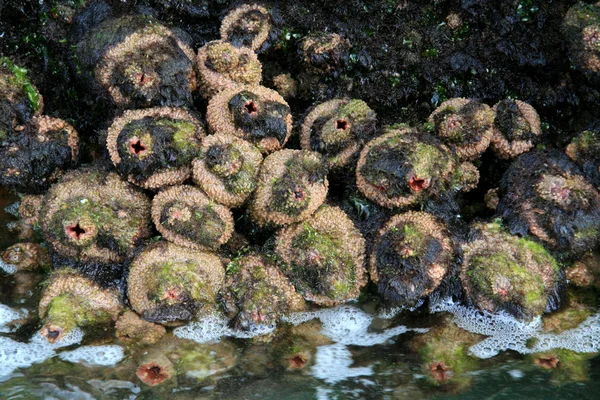 Maheno 船の難破船 - フレーザー島、ユネスコ、オーストラリア — ストック写真