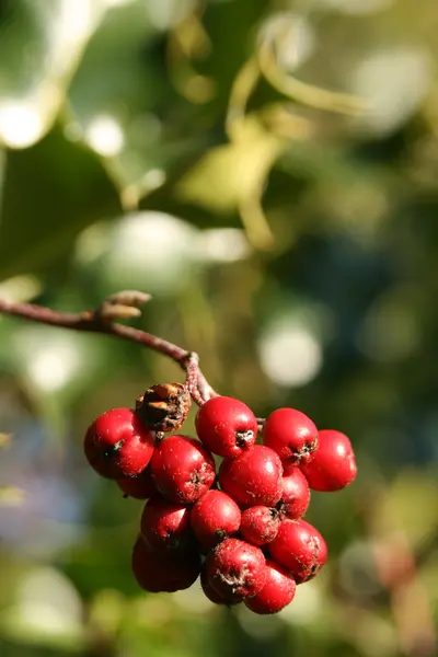 Bayas rojas en el árbol de acebo en el bosque —  Fotos de Stock