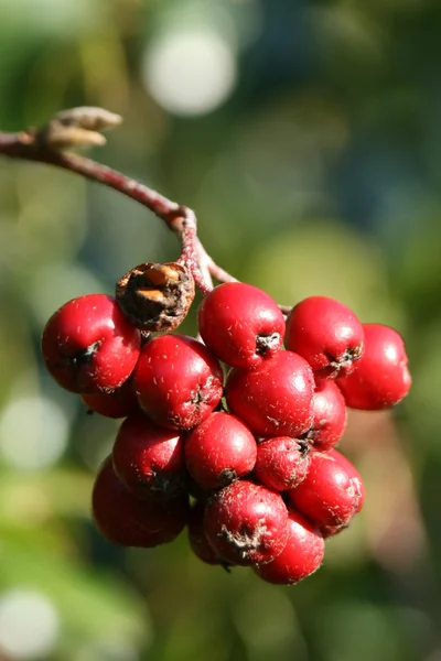 Rode bessen op holly boom in bos — Stockfoto