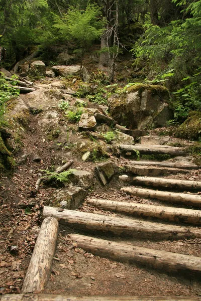 Forest - Chilkoot Gold Mine Trail, Alasca, EUA — Fotografia de Stock