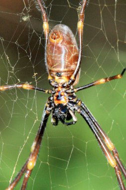 örümcek - fraser ada, unesco, Avustralya