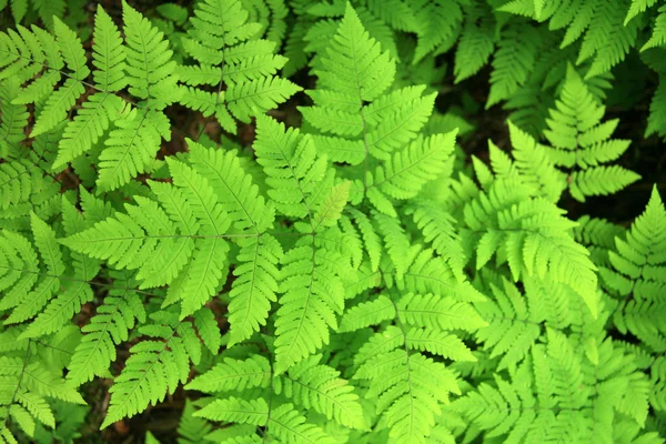 Forest - Chilkoot Gold Mine Trail, Alaska, USA — Stock Photo, Image