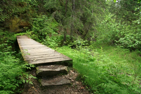 Forest - chilkoot goudmijn trail, alaska, Verenigde Staten — Stockfoto