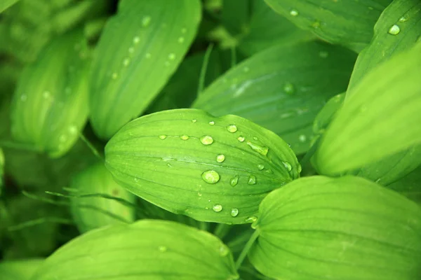 Leaf with Water Drop, Alaska, USA — Stock Photo, Image