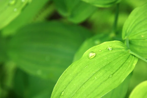 Leaf with Water Drop, Alaska, USA — Stock Photo, Image