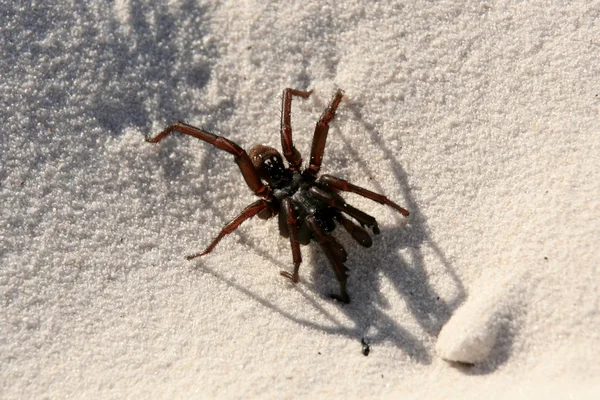 Nálevka pavučina - fraser island, unesco, Austrálie — Stock fotografie