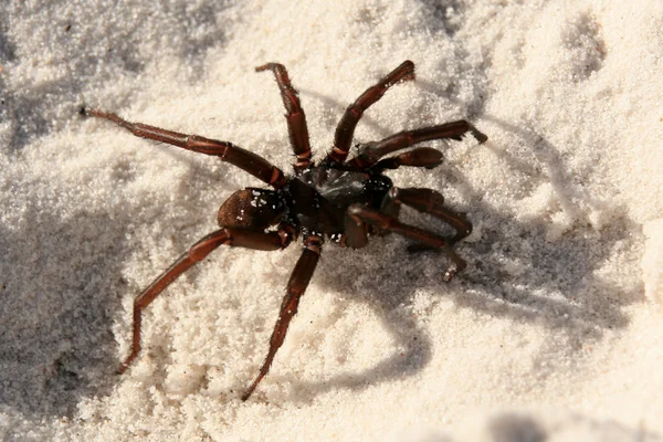 Web spider - huni fraser ada, unesco, Avustralya — Stok fotoğraf