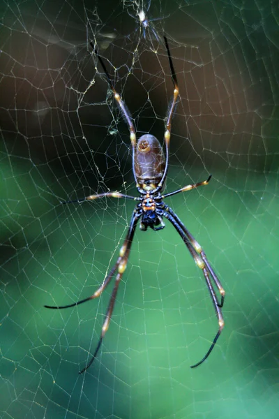 Spider - Fraser Island, UNESCO, Australia — Stock Image Spider - Fraser Island, UNESCO, Australia Stock Photo