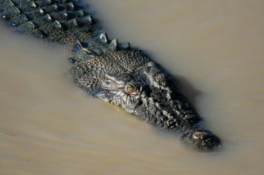 crocodille - kakadu Ulusal Parkı, Avustralya