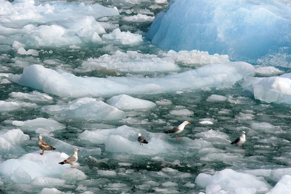 Gletscherbucht, Alaska, USA — Stockfoto