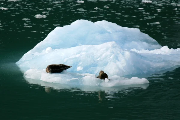 Gletscherbucht, Alaska, USA — Stockfoto