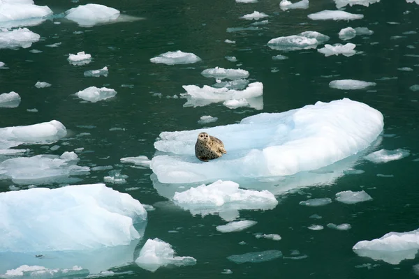 Gletscherbucht, Alaska, USA — Stockfoto