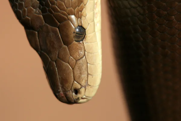 Python - kakadu Ulusal Parkı, Avustralya — Stok fotoğraf