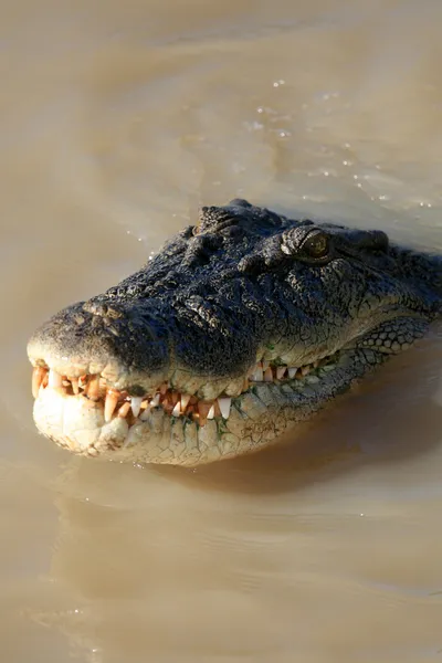 Crocodille - kakadu national park, Austrálie — Stock fotografie