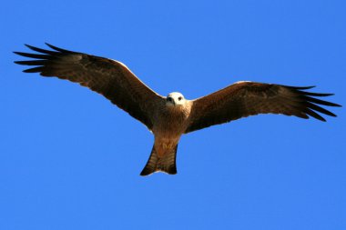 ıslık uçurtma - kakadu Ulusal Parkı, Avustralya