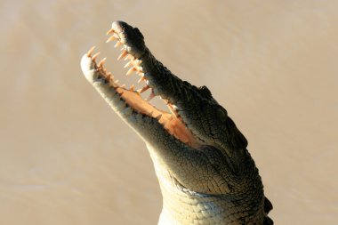 Croc - kakadu Ulusal Parkı, Avustralya