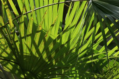 parlak yeşil yaprak - kakadu Ulusal Parkı, Avustralya
