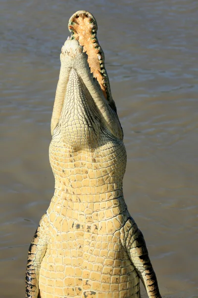 Skákání crocodille - kakadu national park, Austrálie — Stock fotografie