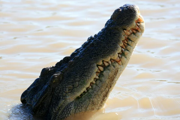 Crocodille - kakadu national park, Austrálie — Stock fotografie