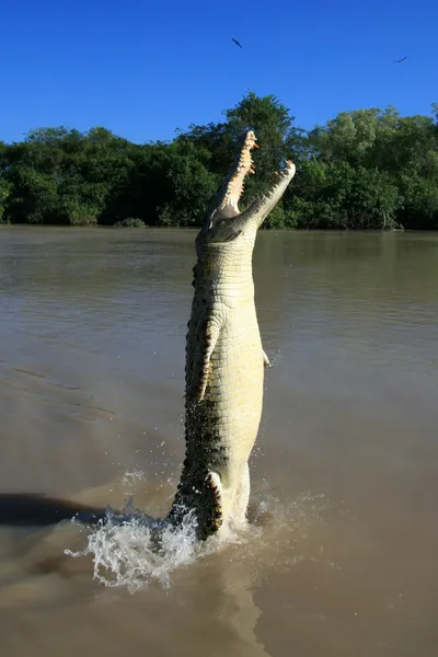 குதிக்கும் Crocodille ககாடு தேசியப் பூங்கா, ஆஸ்திரேலியா — ஸ்டாக் புகைப்படம்