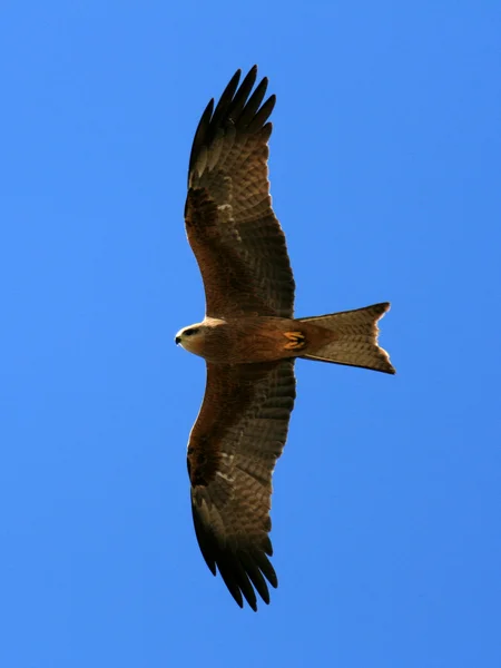 Kite assobiando - Parque Nacional de Kakadu, Austrália — Fotografia de Stock