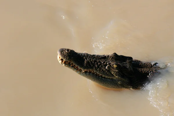 Croc - Taman Nasional Kakadu, Australia — Stok Foto