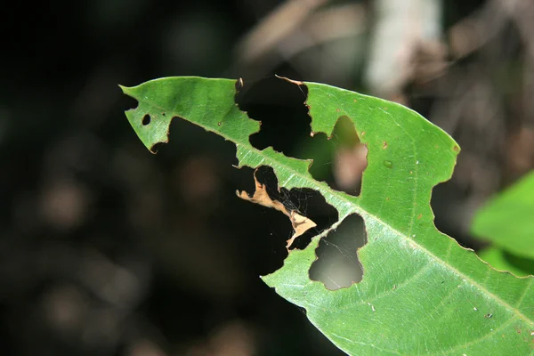 Leaf Eaten - Parque Nacional de Kakadu, Australia —  Fotos de Stock