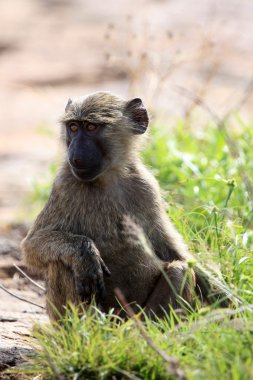 Baboon - uganda, Afrika