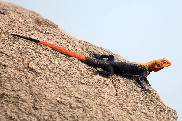 Rosso diretto lucertola agama - uganda, africa — Foto Stock