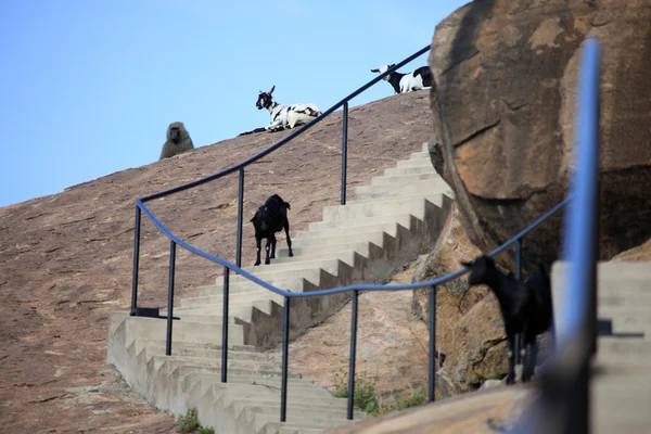 Abela rock, Oeganda, Afrika — Stockfoto