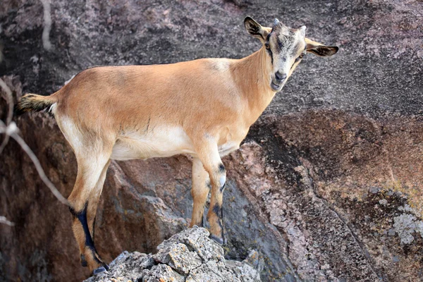 Abela rocka, uganda, Afryka — Zdjęcie stockowe