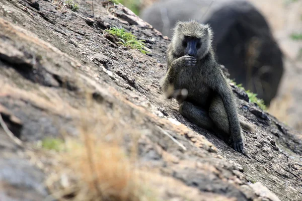 원숭이-우간다, 아프리카 — 스톡 사진